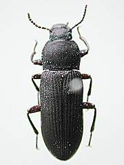 写真:コメノゴミムシダマシ成虫