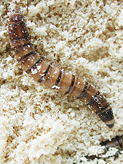 写真:コメノゴミムシダマシ幼虫