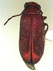 写真:マツザイシバンムシ