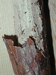 写真:マツザイシバンムシによる建材食害例