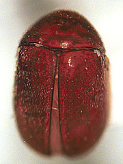 写真:タバコシバンムシ成虫