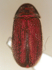 写真:ジンサンシバンムシ成虫