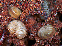 写真:ジンサンシバンムシ幼虫