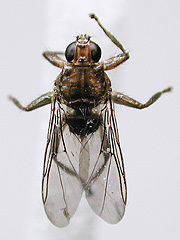 写真:ハトシラミバエ