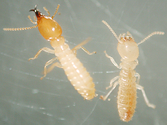 写真:イエシロアリ(左:兵蟻,右:職蟻)