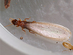 写真:イエシロアリ(有翅虫)