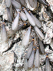 写真:ヤマトシロアリ(群飛直前の有翅虫)