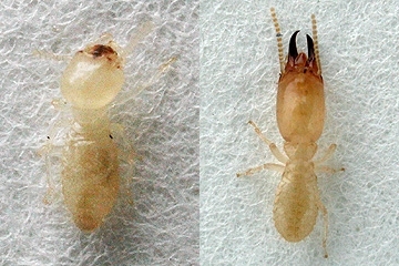 写真:ヤマトシロアリ(左:職蟻,右:兵蟻)