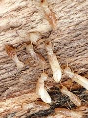 写真:ヤマトシロアリ