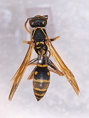 写真:フタモンアシナガバチ