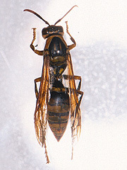 写真:セグロアシナガバチ