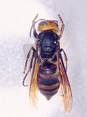 写真:コガタスズメバチ