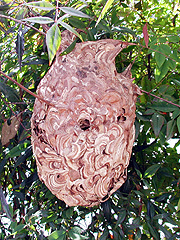 写真:コガタスズメバチ巣