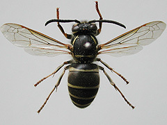 写真:クロスズメバチ