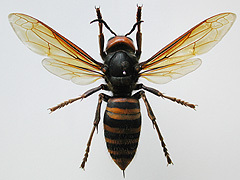 写真:オオスズメバチ