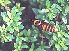 写真:サツキの植込みの中のセグロアシナガバチの巣を襲いに来たオオスズメバチ