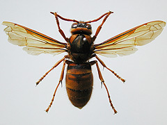 写真:キイロスズメバチ