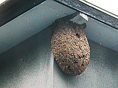 写真:キイロスズメバチ巣