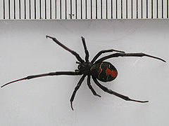 写真:名古屋市緑区で発見されたセアカゴケグモ(メス)