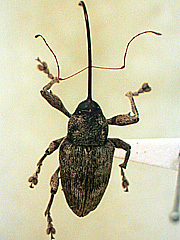 写真:クリシギゾウムシ成虫