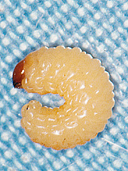 写真:クリシギゾウムシ幼虫