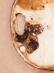 写真:食害を受けたクリ(断面)