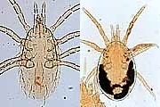 写真:中気門亜目ダニ類(左からフツウマヨイダニ、イエダニ)
