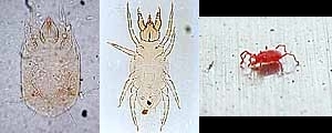 写真:前気門亜目ダニ類(左からホコリダニの一種、ミナミツメダニ、カベアナタカラダニ)