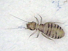 写真:ヒラタチャタテ