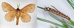写真:マツカレハ(左:成虫、右:幼虫)