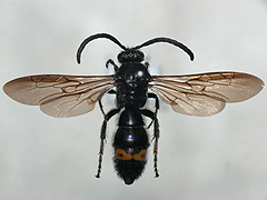 写真:キオビツチバチ