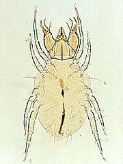 写真:ホソツメダニ