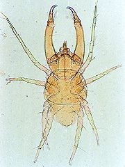 写真:クワガタツメダニ