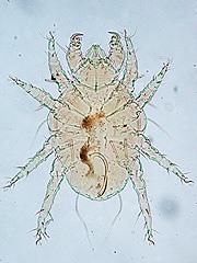 写真:イヌツメダニ