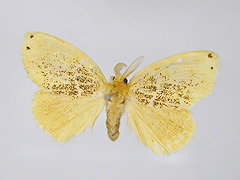 写真:チャドクガ成虫