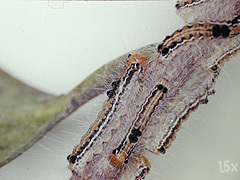 写真:チャドクガ幼虫