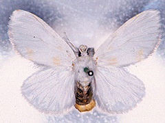 写真:モンシロドクガ成虫