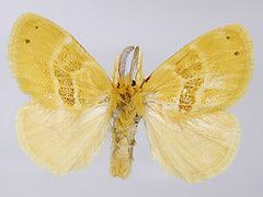 写真:ドクガ成虫