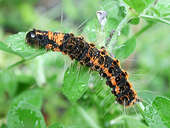写真:ドクガ幼虫