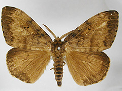 写真:マイマイガ成虫