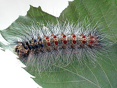 写真:マイマイガ幼虫