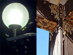 写真:マイマイガ(左:街灯の周囲で飛ぶ成虫、右:屋外施設に産み付けられた卵塊)