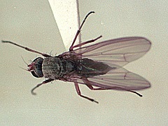 写真:チャバネトゲハネバエ成虫