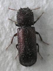 写真:ホソナガシンクイ成虫