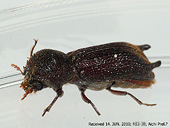 写真:オオナガシンクイ成虫