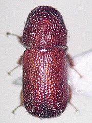 写真:ヒメタケナガシンクイ成虫