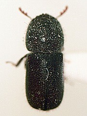 写真:ニホンタケナガシンクイ成虫