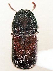 写真:チビタケナガシンクイ成虫