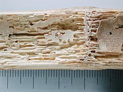 写真:チビタケナガシンクイの被害を受けた竹材