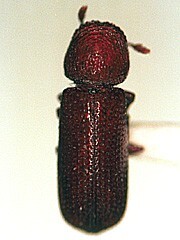 写真:コナナガシンクイ成虫